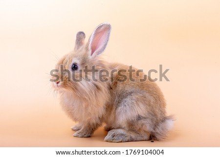 Cute pet animal One brown furry baby rabbit with straight up ear looking camera. Take a photo close up adorable relax little bunny at studio by using pastel orange background.