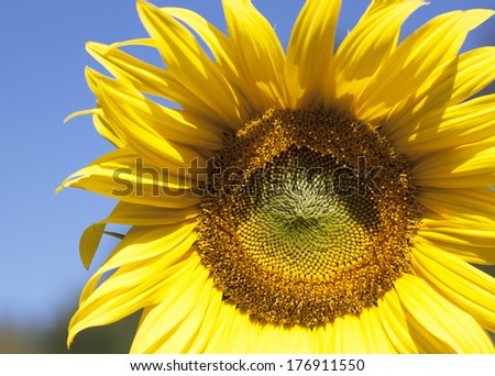 Beautiful landscape with sunflower field over  blue sky 
