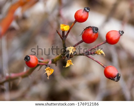 Beautiful rose-hips with natural background