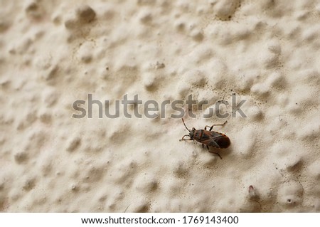 A closeup shot of a small bug on a beige grainy surface