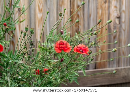 Thickets of red poppy flowers on the background of a wooden fence from boards