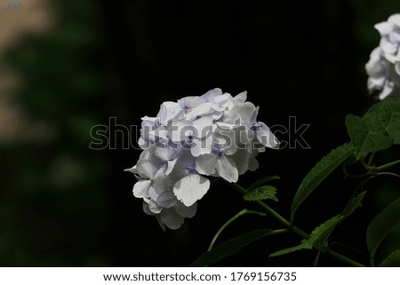 White hydrangea shining on a dark background