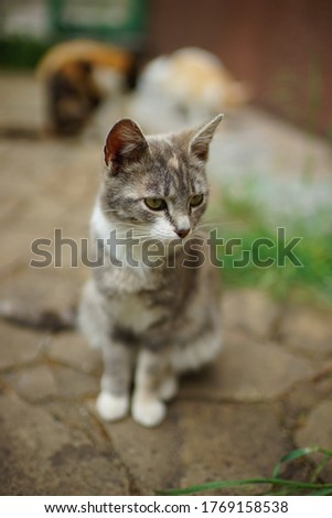 Ash tricolor kitty sitting on the stone floor in summer garden.