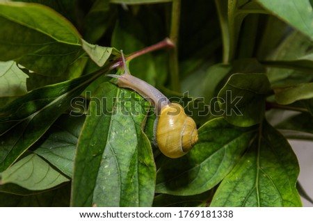 Little snail creeps on a leaf	
