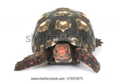 Cherry Head Red-footed Tortoise (Geochelone carbonaria) on white background.