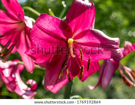 Cloe up with the stamen of a red lily flower.