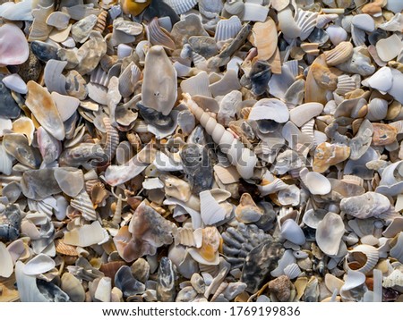 Close up of Shells on the beach.