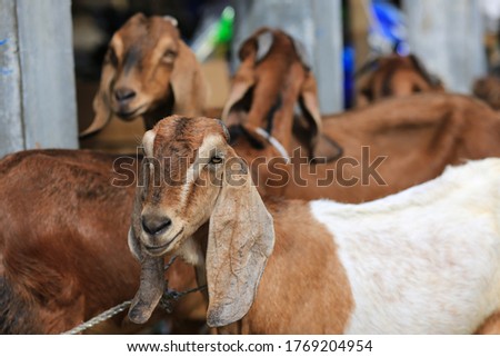Goat/lamb ( kambing ) in animal markets to prepare sacrifices on Eid al-Adha. Royalty-Free Stock Photo #1769204954