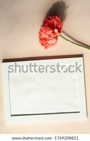 White empty frame on beige neutral background with pink poppy flower