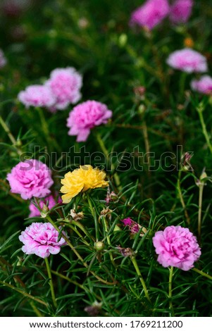 Purslane or Moss rose flowers with natural blurred background.