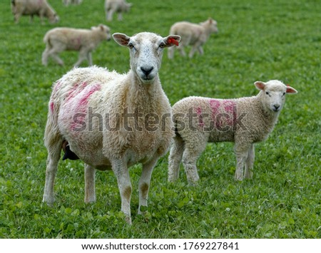 Sheep. Cross bred ewe and lambs standing in pasture.