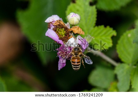 a close-up photo of a crab-spider feeding on an european honey bee