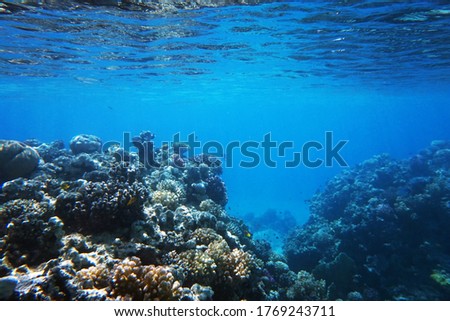 Red sea coral reef in Makadi Bay, Egypt, 