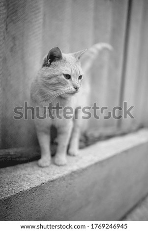 Cute cat on the slate fence in rural yard