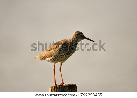 Beautiful portrait of a red-shank  