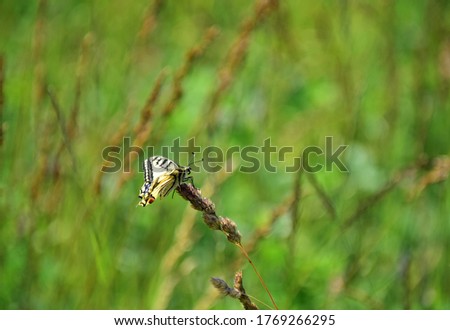Butterfly (Phengaris Teleius) on a meadow flower