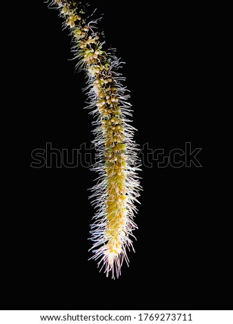 Foxtail millet seeds on the stalk
