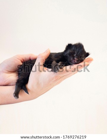 Small cute black maine coon kitten 
sleeping; held in human hands; white background