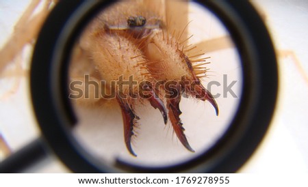 camel spider as a pet. Not true scorpions.
Exotic veterinarian examines a sun spider 's fangs, vet. Biologist.
wind scorpion, solifugae, arthropods, invertebrates.
bug, insect, animal, wildlife Royalty-Free Stock Photo #1769278955