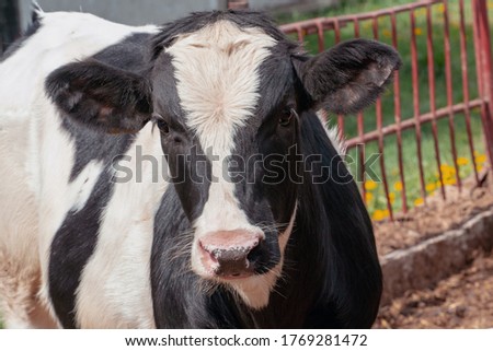 cows and calves on the farm or in the paddock. Production of milk or beef. modern animal husbandry. The faces of the cows close up.