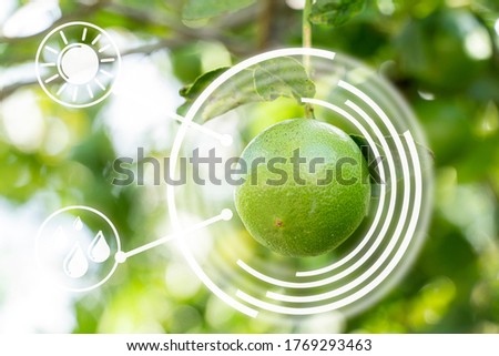 Smart technology of things futuristic agriculture concept. Green lemon And morning light, Gardening inspection.