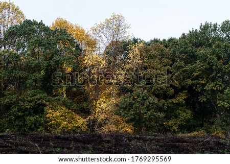 trees with foliage during the autumn season