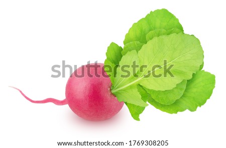 Fresh whole radish with leaves isolated on a white background. Clip art image for package design.