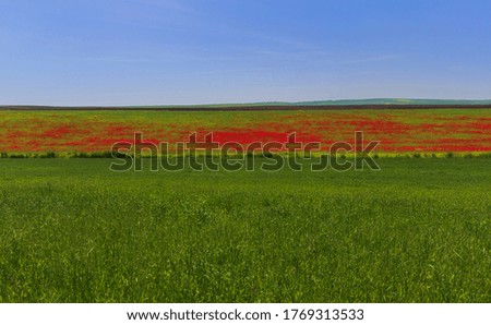 Blooming poppy fields in the spring in the mountains