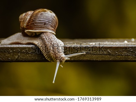 A snail is, in loose terms, a shelled gastropod. The name is most often applied to land snails, terrestrial pulmonate gastropod molluscs. Royalty-Free Stock Photo #1769313989