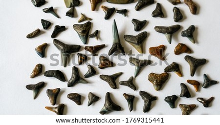 Knolling numerous teeth of a fossils shark teeth on white background