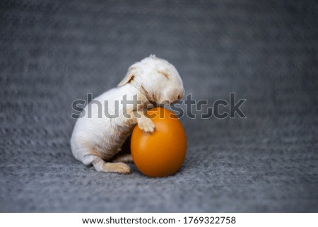 little rabbit and egg, easter background