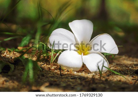 A plumeria tree flower lies on the ground.