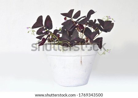 Oxalis triangularis Purple Plant Butterfly Plant in Pot