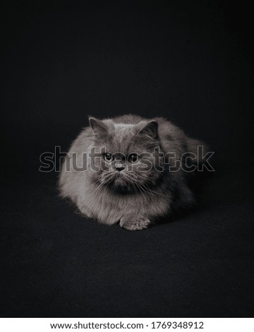 a persian cat sitting sweetly on a black background