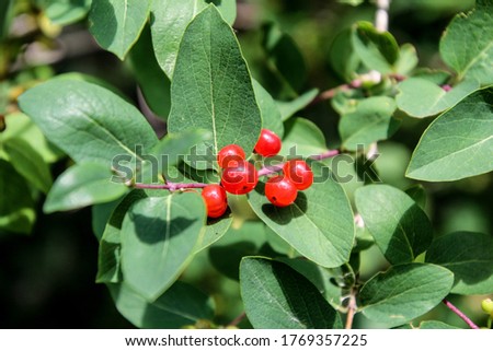 Red Elder Berries On Green Leaf Background Royalty-Free Stock Photo #1769357225