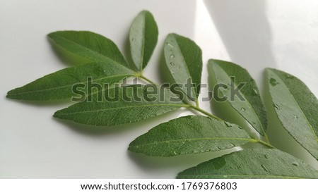 fresh curry leave isolated on white background

