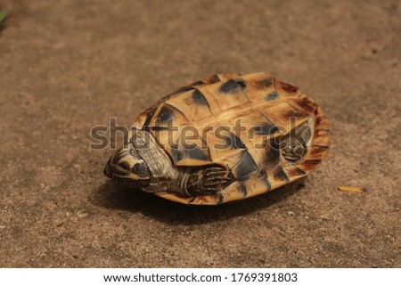  Turtle  , Asian leafe turtle (Cyclemys dentata). Snail-eating turtles on the floor