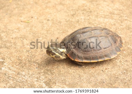  Turtle  , Asian leafe turtle (Cyclemys dentata). Snail-eating turtles on the floor