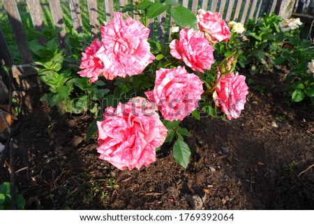 Bush tea hybrid rose with two-tone pink flowers