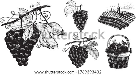 Grapes, vector set of images. Vector graphics for labels, menus or packaging design.