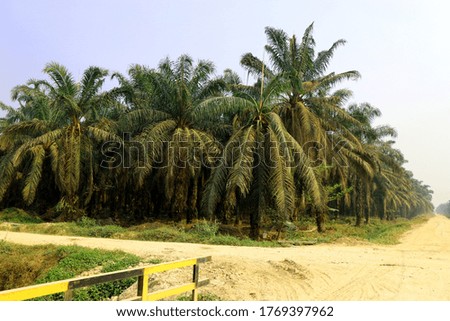 photo of oil palm plants. perfect for use as a background for oil palm plantations