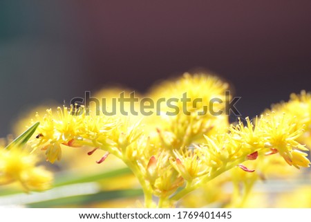 bokeh yellow flowers, photo taken in Italy