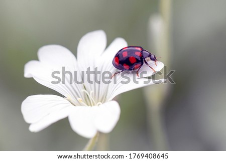 Ladybug on the petals of a white flower. Coccinella septempunctata. Gardening.  Royalty-Free Stock Photo #1769408645