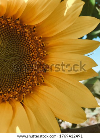 photo of sunflower with vintage effect