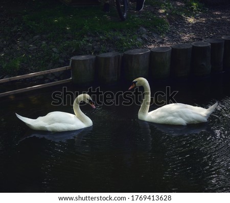 An eternal pair of swans for life