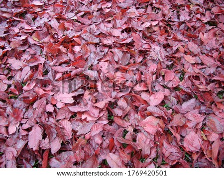 autumn picture of when the fine japanese cherry tree has dropped its leaves