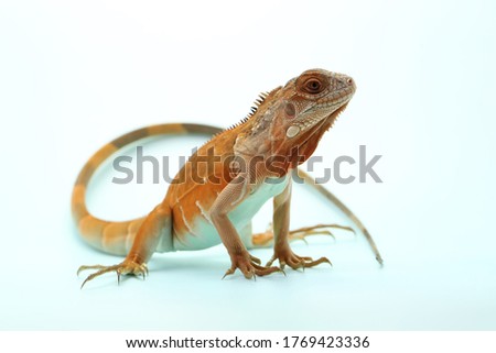 
A red iguana (Iguana iguana) with an elegant pose.