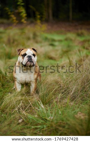 A vertical picture of English Bulldogge in the field
