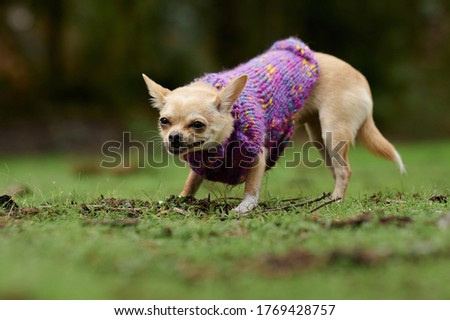 A picture of a little chihuahua with a pinky jacket  running in the field