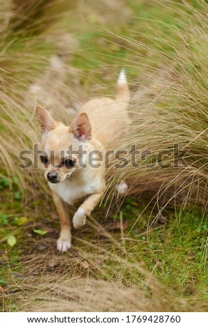 A vertical picture of a little chihuahua running in the field